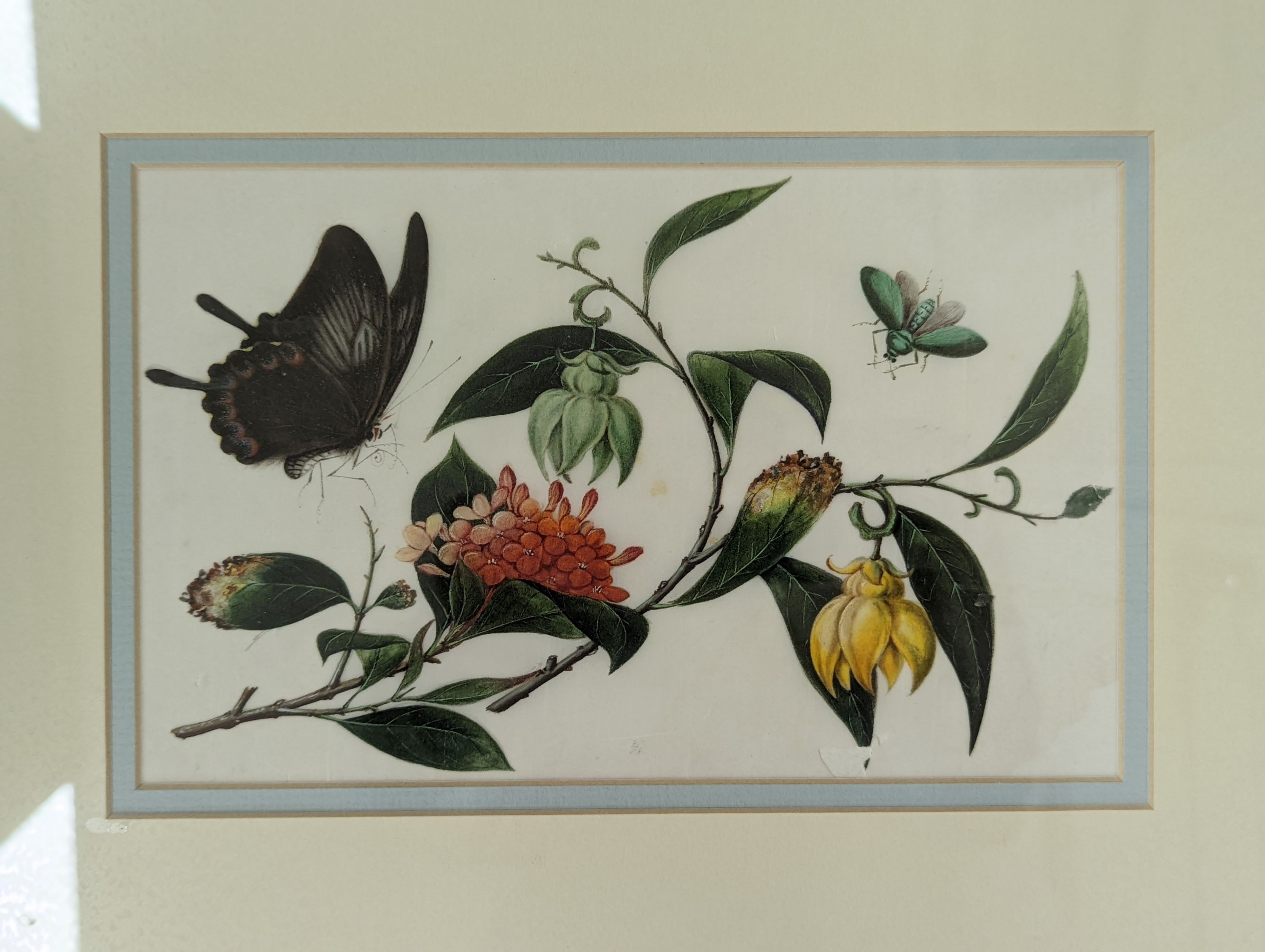 19th century Chinese School, pair of gouache on pith paper, Studies of butterflies and flowers, 14 x 23cm